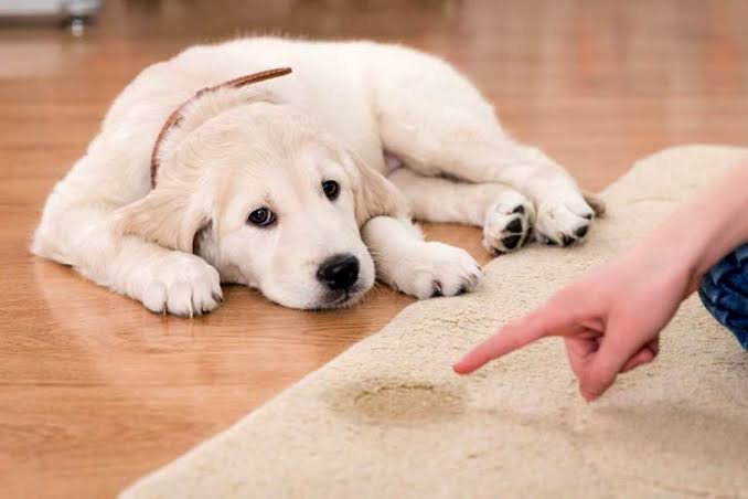 Puppy